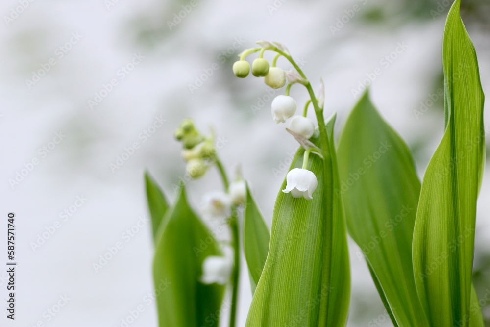 Obraz premium すずらん