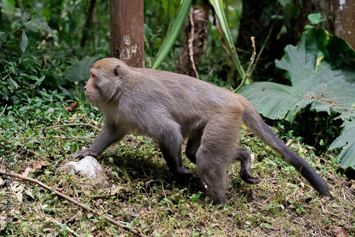 Macaque Monkey Walking in the Forest