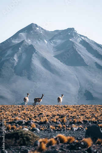 Vicuna animal llama in front of Volcanic mountains in San Pedro de Atacama Chile
