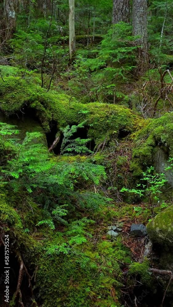 雨の日の苔の森 白駒池
雨の日の苔の森 白駒池