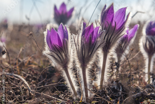 Fluffy flowers of Pulsatilla vernalis bloom in nature in spring