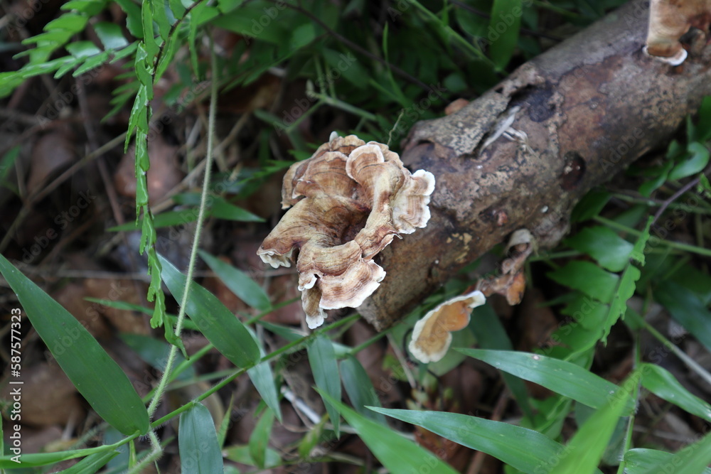 A flower shaped light brown mushroom bloomed on the tip of a dead Rubber stem