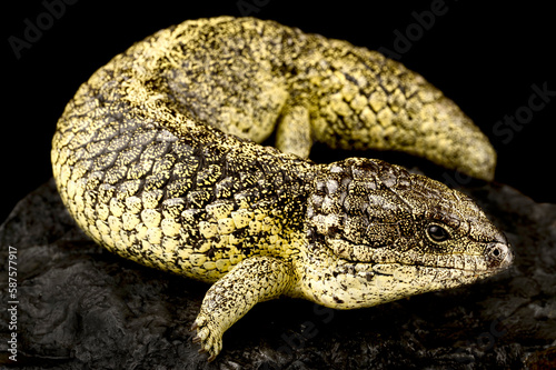 Rottnest island Shingleback Skink (Tiliqua rugosa konowi) photo