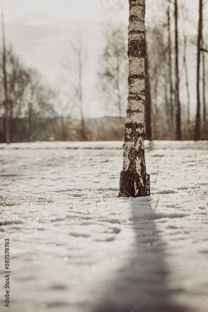 Fototapeta premium snow in the forest
