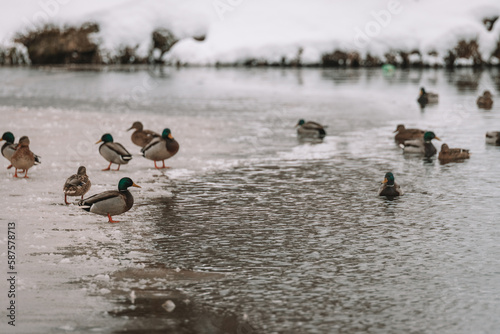 ducks in the ice