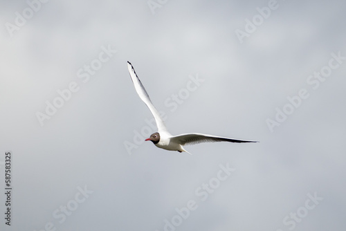 seagull in flight