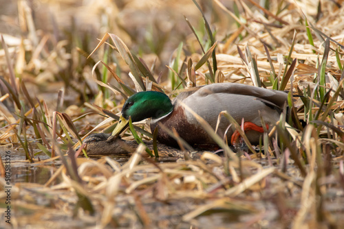 Ducks mating in a pond