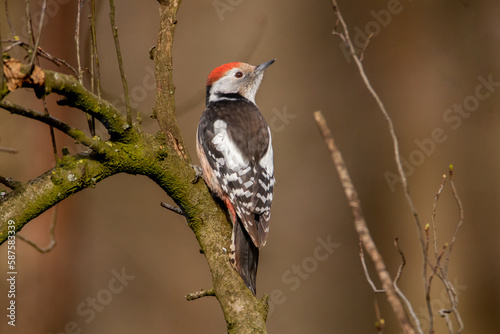 Midle spotted woodpecker