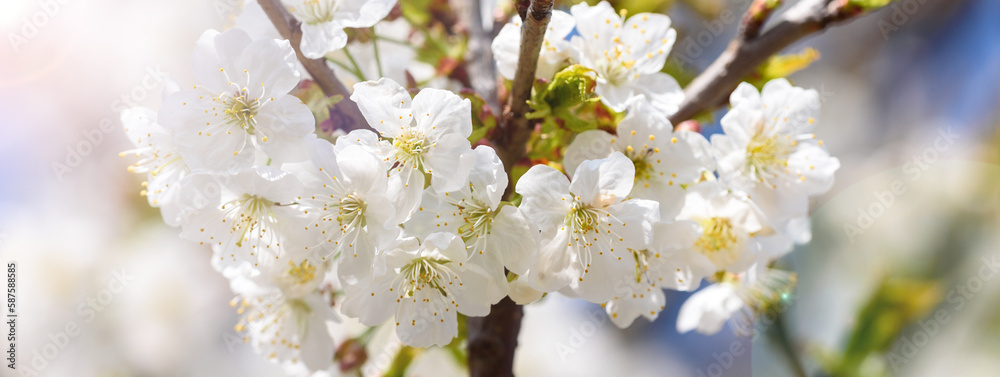 View of white blossoms on the branch of a cherry tree in early spring. Banner header image.