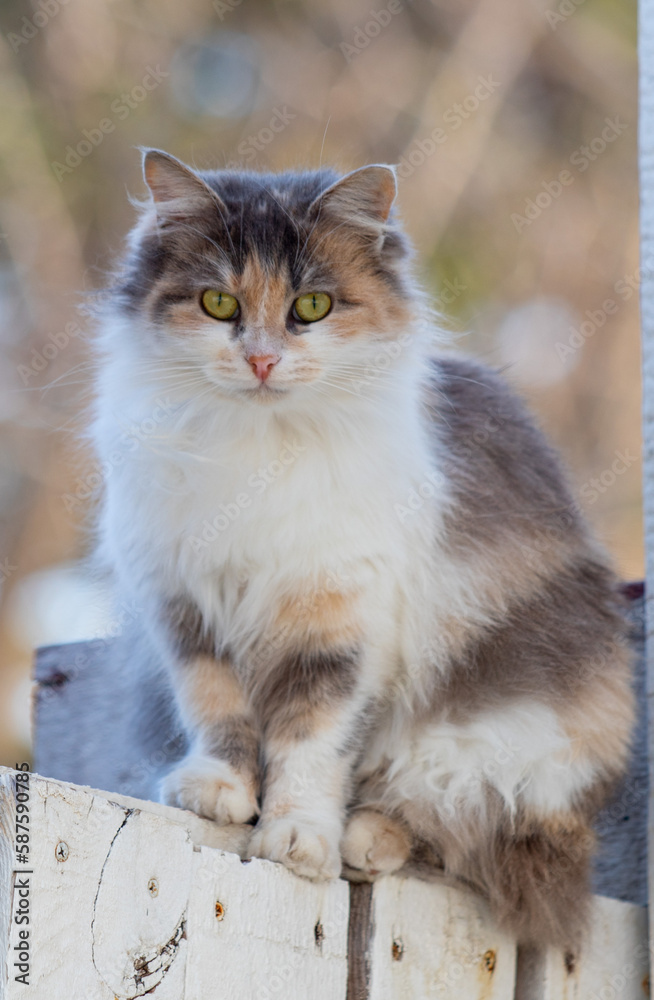 homeless cats on the street