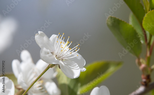 white flowers fruit trees closeup spring nature