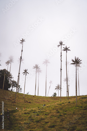 Highest Coconut Palm Trees Cocora Valley in Salento, Disney Village in Colombia