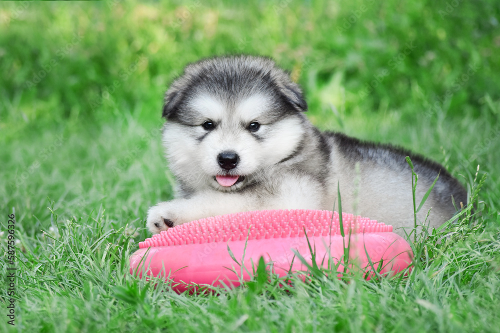 Fluffy Alaskan Malamute puppy rests in the summer in the park on the green grass after training