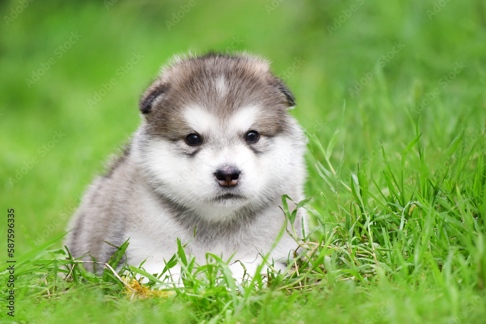 Fluffy Alaskan Malamute puppy rests in the summer in the park on the green grass