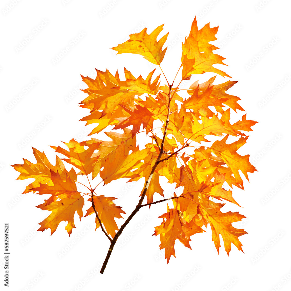 Autumn maple leaf Autumn maple leaf