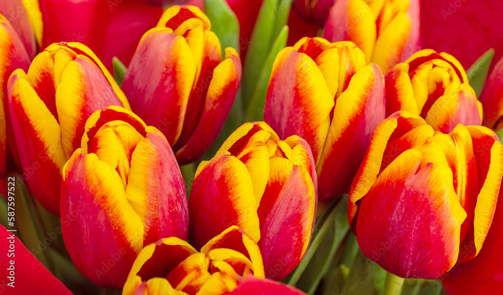 Beautiful red-yellow tulips. Close up. Holiday background. Birthday and wedding postcard. Beautiful red-yellow tulips. Close up. Holiday background. Birthday and wedding postcard.