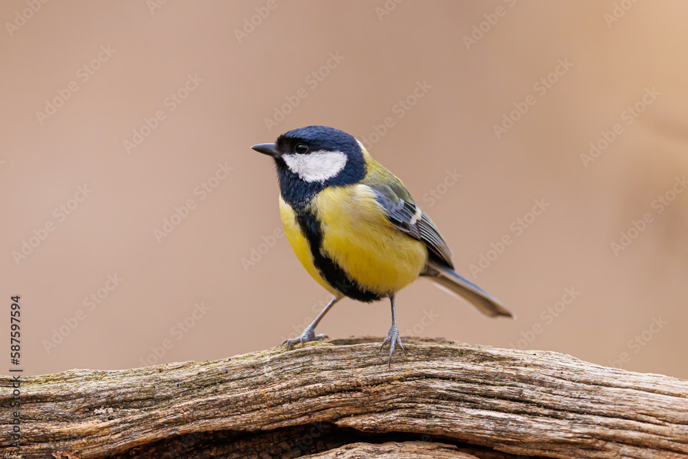 Fototapeta premium Kohlmeise sitzt auf Ast