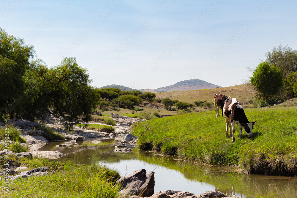 vacas pastando cerca de un rio y al fondo montañas vacas pastando cerca de un rio y al fondo montañas