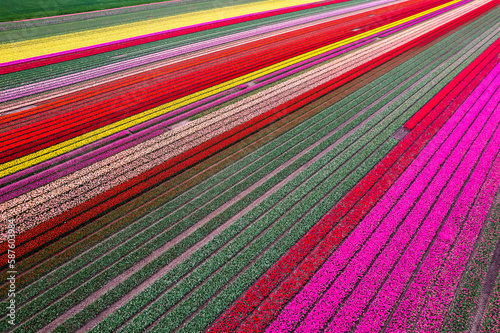 Aerial drone photo of tulip fields in The Netherlands during Spring season