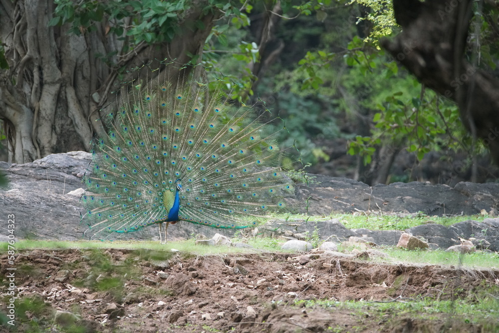 Obraz premium peacock in the forest