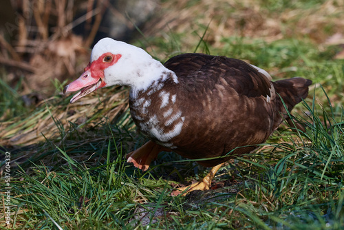 Moschusente, Cairina moschata photo