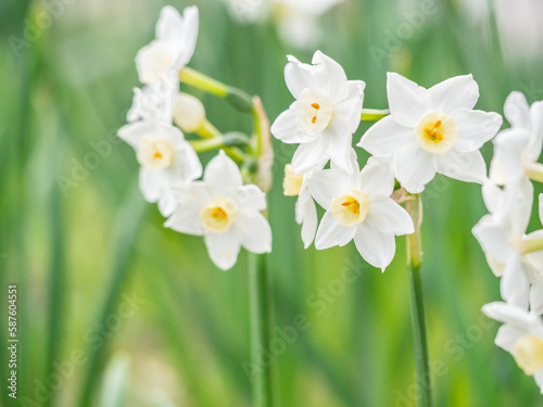 Fotografía 白い水仙の花
