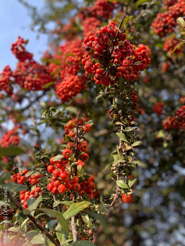 Obraz premium red berries on a tree