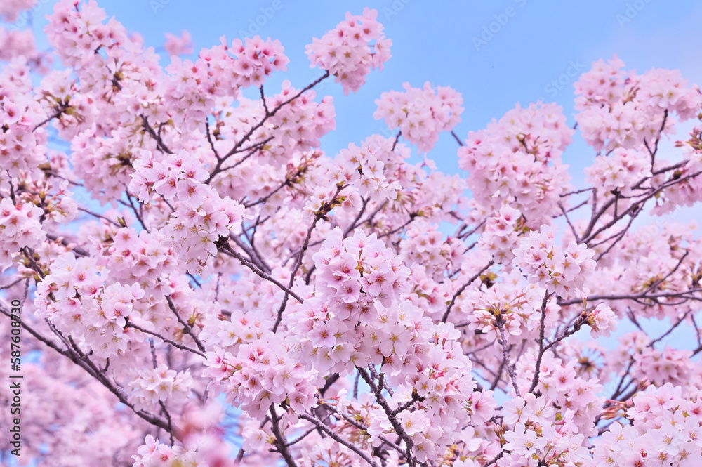 満開の桜　
