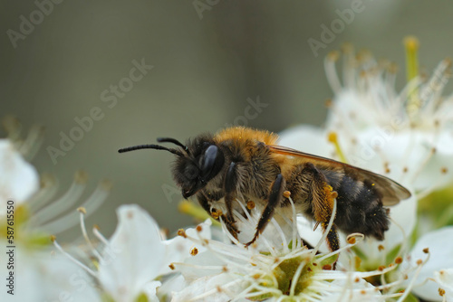 Konstfotografi Closeup on a female Bi-colored mining bee, Andrena bicolor, on white Blackthorn