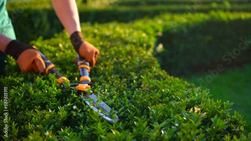 male gardener's hands in uniform trimming Pruning Decorative Bushes sunny close up