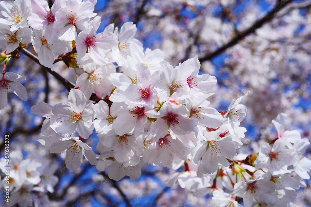 cherry tree blossom