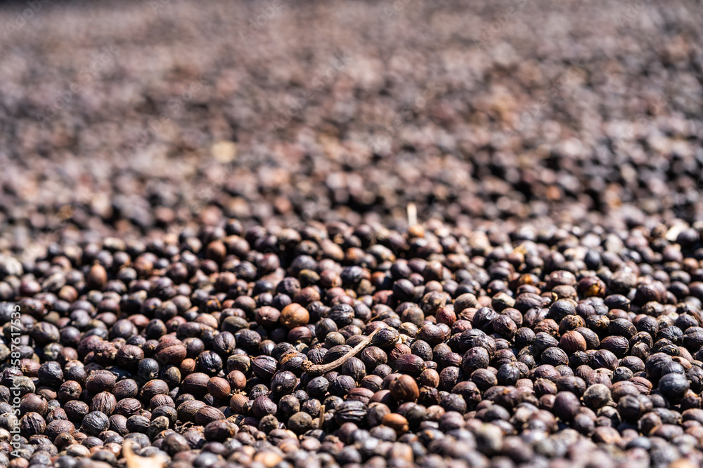 Coffee beans before processing Coffee beans before processing