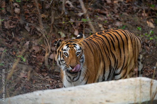 tiger in the wild