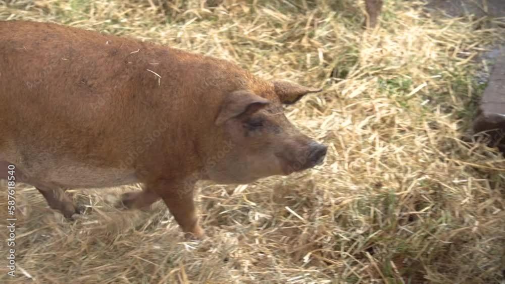 Mangalitza pigs on straw in stable Mangalitza pigs on straw in stable