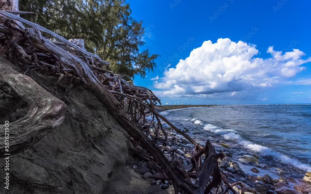 Racinesde filaos  à nu, plage de l’Etang-Salé, île de la Réunion 