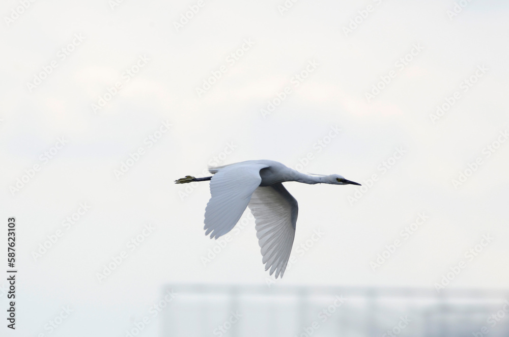 Fototapeta premium 飛翔