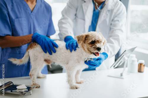 Two doctors are examining him. Veterinary medicine concept. shih tzu dog in veterinary clinic.