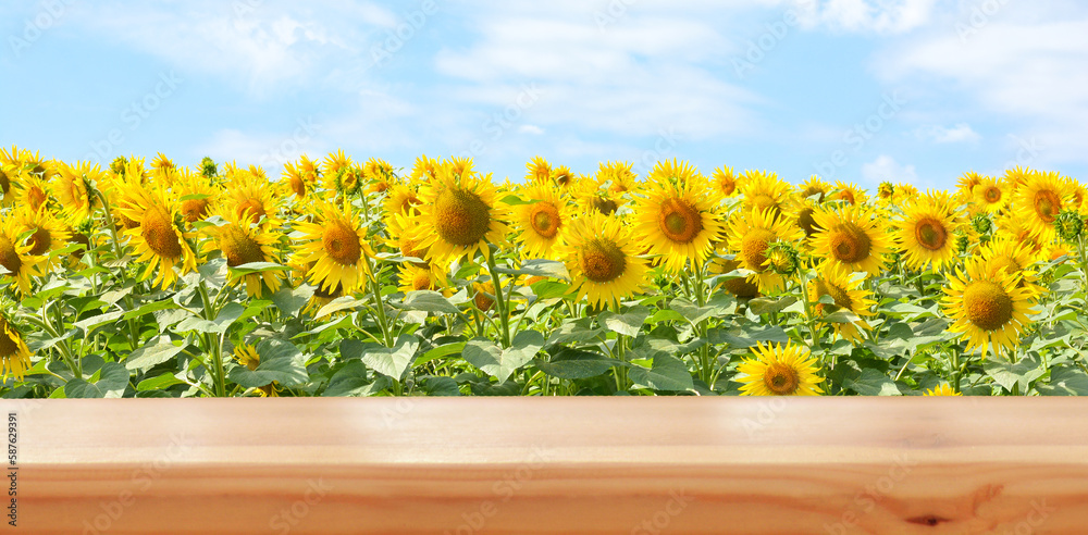 Obraz premium Empty wooden table on sunflower field background. Ready for product montage. Mockup. Banner.Copy space.
