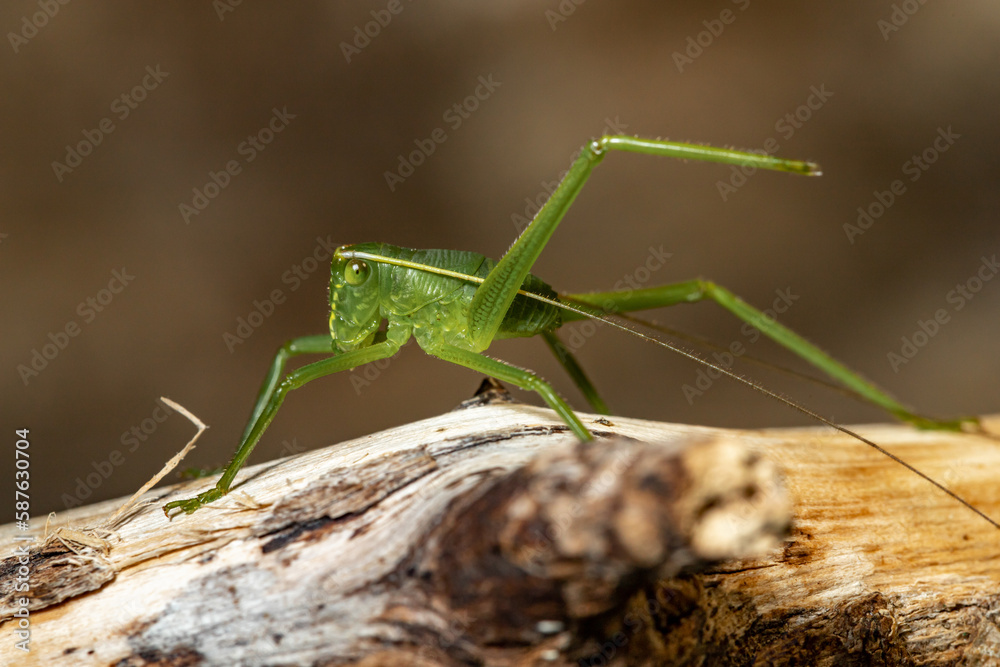 Giant green Grasshopper. Siliquofera grandis. Close-up. Giant green Grasshopper. Siliquofera grandis. Close-up.