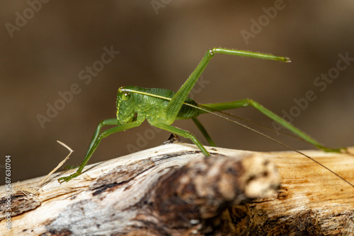 Giant green Grasshopper. Siliquofera grandis. Close-up.