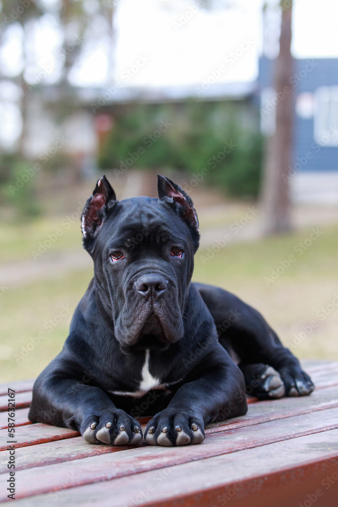 dog breed cane corso