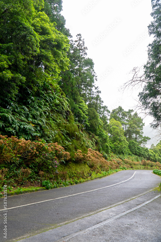 Fototapeta premium Road in the middle of tropical vegetation on the island of São Miguel, Azores, Portugal.