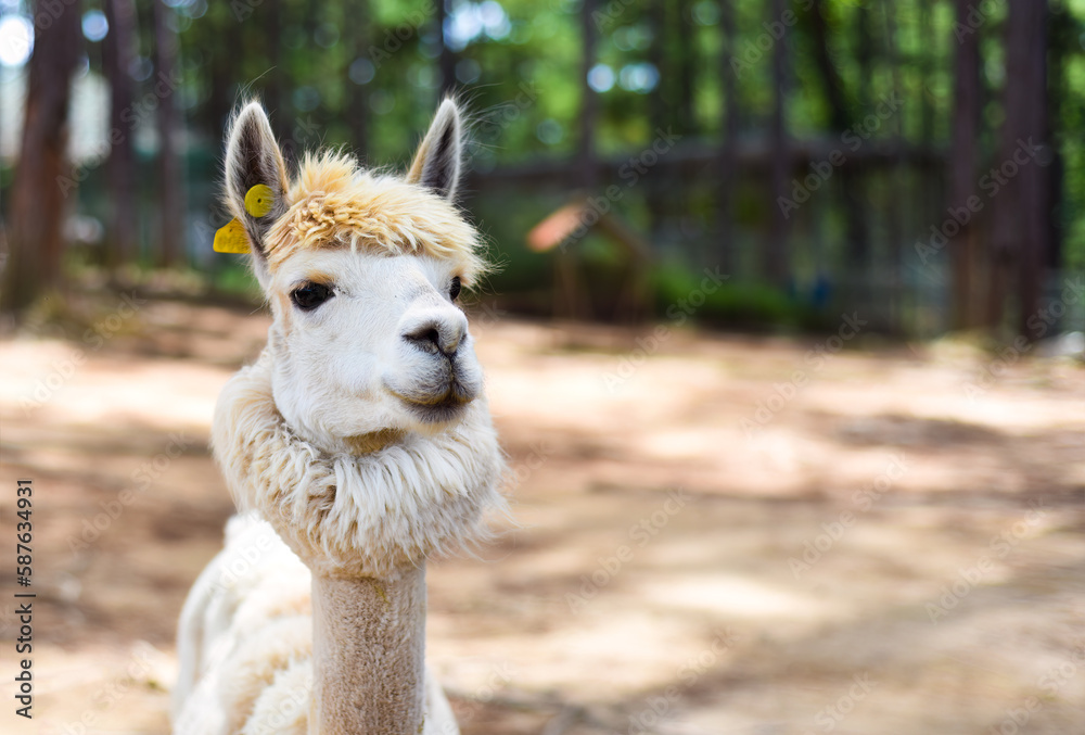 Obraz premium Portrait of funny lama with fringe with copy space 