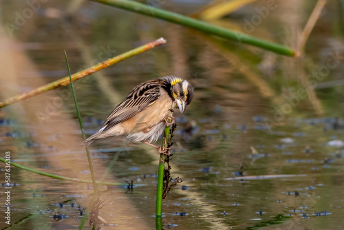 Black-breasted weaver or Ploceus benghalensis observed in Nalsarovar in Gujarat photo