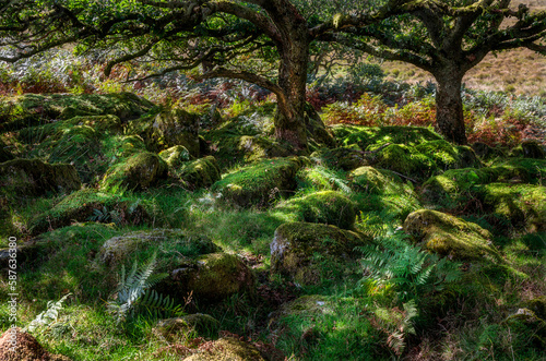 Wistman's Wood, Dartmoor, Devon, England