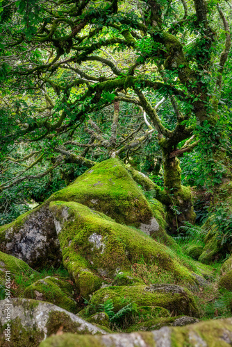 Wistman s Wood  Dartmoor  Devon  England