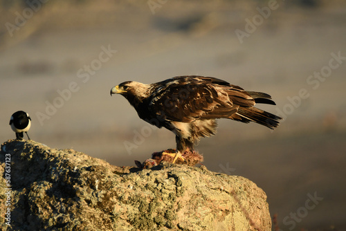 aguila imperial se alimenta de un conejo