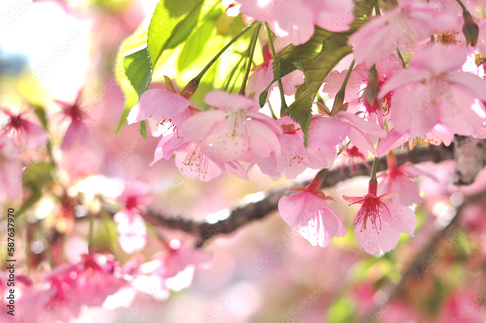 桜の花