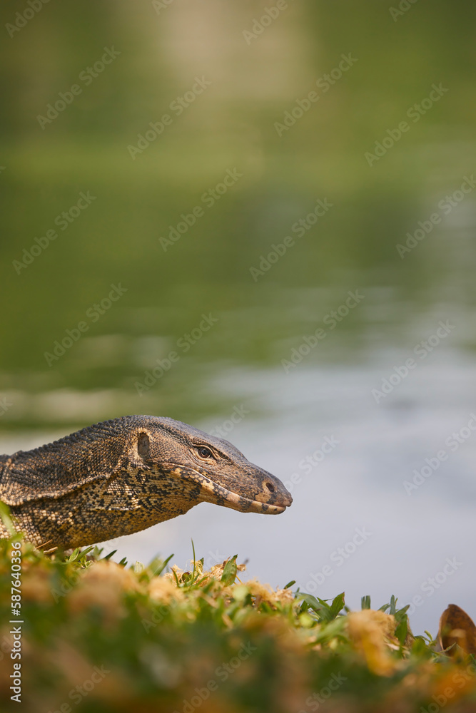 Fototapeta premium Water monitor lizard in grass in Lumphini Park. Bangkok, Thailand..