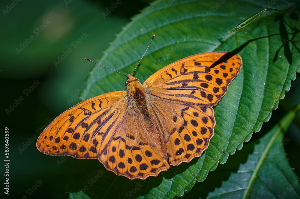 Motyl na liściu Motyl na liściu